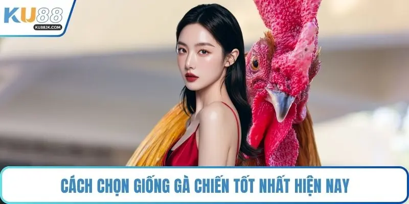Cách chọn giống gà chiến tốt nhất hiện nay