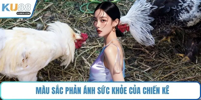 Màu sắc phản ánh sức khỏe của chiến kê